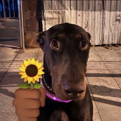 FDDMHY's profile picture