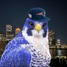 Falcon 🏈's profile picture