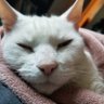 Profilbild von Lacy