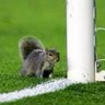 Highbury squirrel profil fotoğrafı