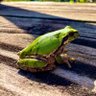 Profilbild von FROG🐸