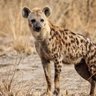 Profilbild von Spotted Hyena