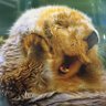 random thoughts & otter musings 的头像