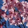 Фото профиля 山茂登