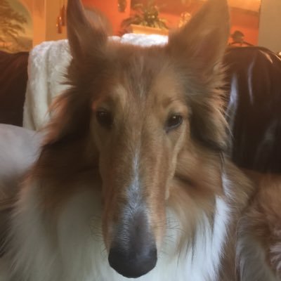 Shycollie's profile picture