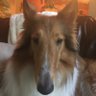 Profilbild von Shycollie