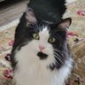 Kitty profil fotoğrafı
