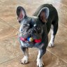 Profilbild von ChubbyWilson