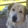 FarmGirl's profile picture