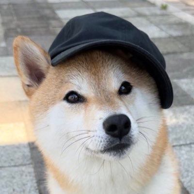 soramame_inu's profile picture