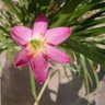 Фото профиля Sonia Chowdhury