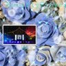 Profilbild von きらり。💎bluerose_planet🌹💙🌎🌃