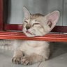 Sorasak Sutyakorn's profile picture