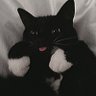 币圈黑猫🖤's profile picture