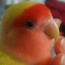 ふわなんた 的头像