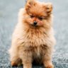忠実な犬 的头像