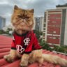Conde Lambreta's profile picture