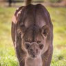 Samuel Uche's profile picture