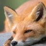 FoxyFantastic's profile picture