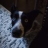 WizBang's profile picture