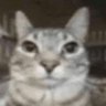 Фото профиля cat