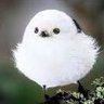 Copito de nieve's profile picture