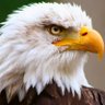 Profilbild von Freedom Rings