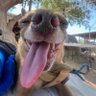 Profilbild von Chihuahua-Louie™️✝️🇺🇲🌵🗽