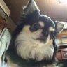チワポメ profil fotoğrafı