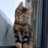 Nino Ze Cat's profile picture