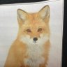 AmericanFoxFairy profil fotoğrafı