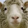 Dolly the Sheep's profile picture