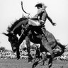 RodeoProfessor profil fotoğrafı