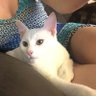 Sylvie Perez-Kuchma's profile picture