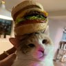 BURGER HAT CAT 🍔 profil fotoğrafı
