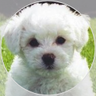 Profilbild von MollyBear