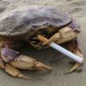 woke giant crab (she/her)🏳️⚧️🇵🇸 的头像