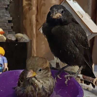 Suzume (Peach y PioPí)'s profile picture