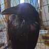 Profilbild von こちらカラス治療ドコロ