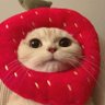 Profilbild von Morango3_3mofado