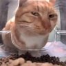 Anthosempai 的头像