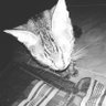 Kamak's profile picture