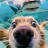 Sub's profile picture