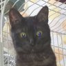 Profilbild von シャドバンナウ