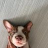 TS's profile picture