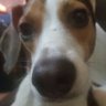 Profilbild von beagleman2020🇺🇸🇵🇷🇮🇱🐶