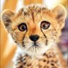 Khan's profile picture