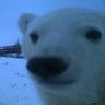 PoleBear_ profil fotoğrafı