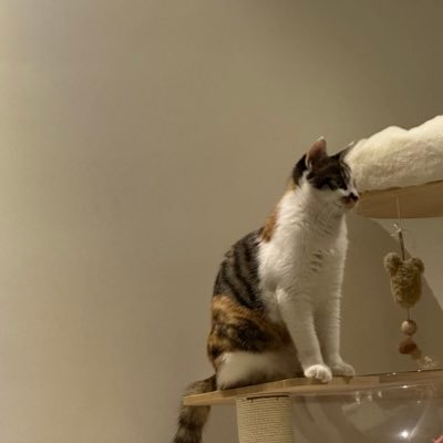 bibabu's profile picture