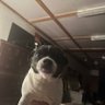 Profilbild von Pablo
